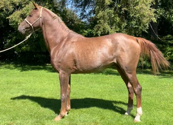 SI-Vendaval-Haras-San-Ignacio-Chile