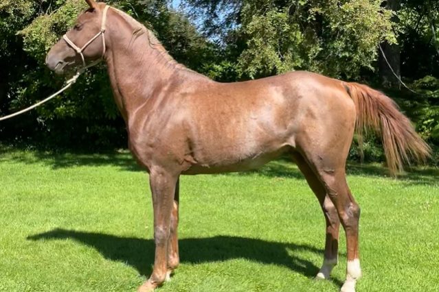 SI-Vendaval-Haras-San-Ignacio-Chile