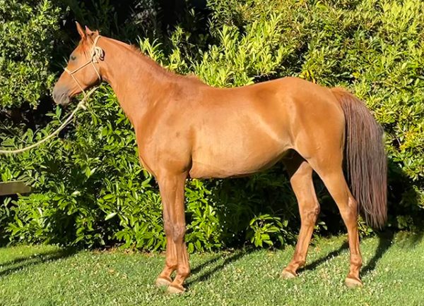 SI-Ventarron-Haras-San-Ignacio-Chile