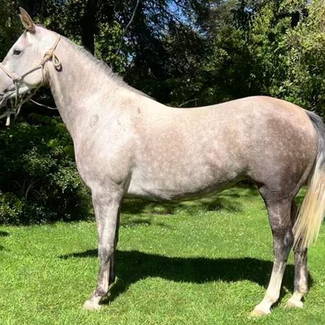 SI-Ursula-Haras-San-Ignacio-Chile