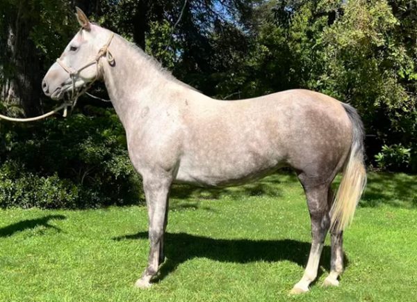 SI-Ursula-Haras-San-Ignacio-Chile