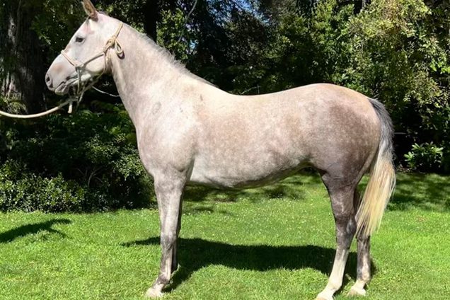 SI-Ursula-Haras-San-Ignacio-Chile