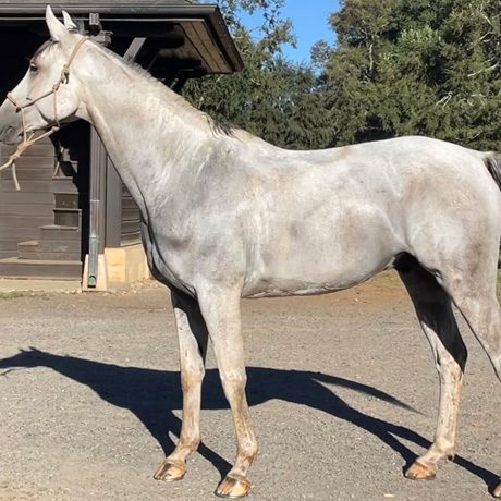 SI-Quililche-Haras-San-Ignacio-Chile