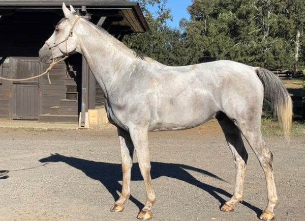 SI-Quililche-Haras-San-Ignacio-Chile