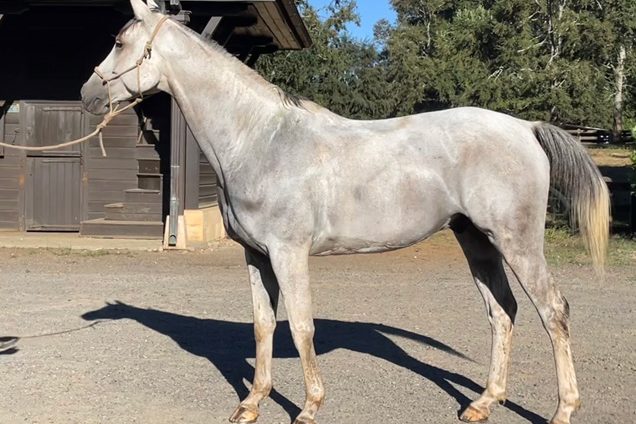 SI-Quililche-Haras-San-Ignacio-Chile